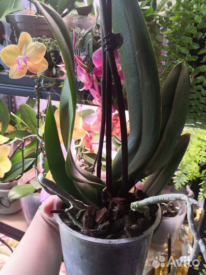 Орхидея биг лип Maxima