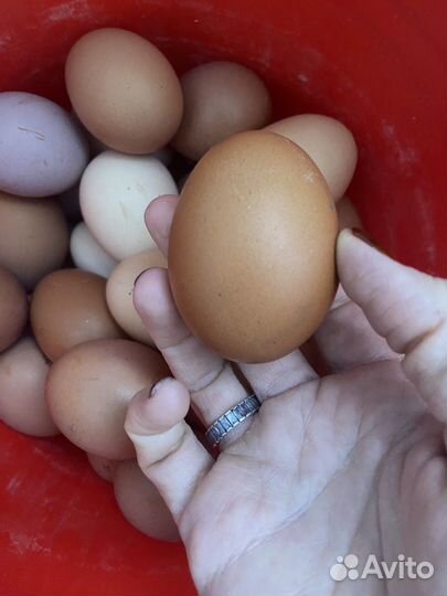 Домашние куриные яйца