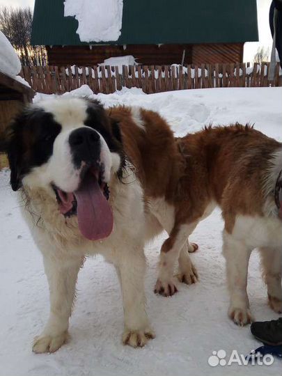 Сенбернар вязка