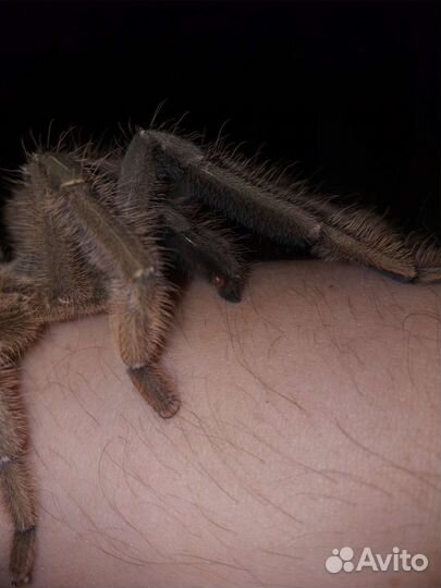 Паук птицеед Lampropelma sp.(Borneo Black)