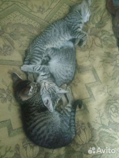 Котята в добрые руки даром