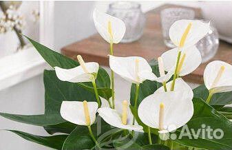 Антуриумы. Альбом1