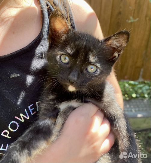 Котята в добрые руки, котенок бесплатно