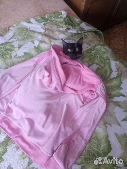 Добрый и игривый котик в добрый дом