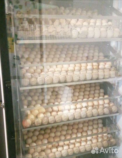 Инкубационное яйцо