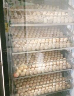 Инкубационное яйцо