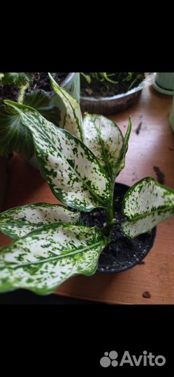 Аглаонема вайт киви