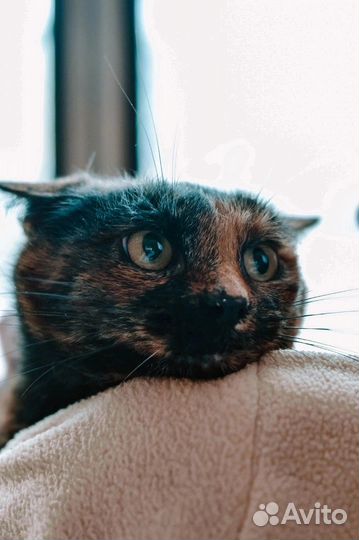 Грустная лапушка Оливия