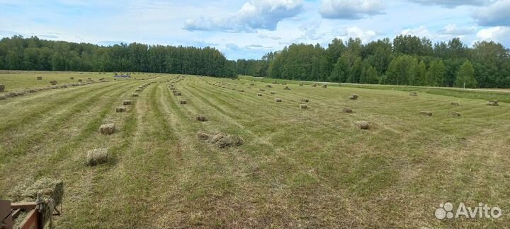 Сено в брикетах тюках 2023