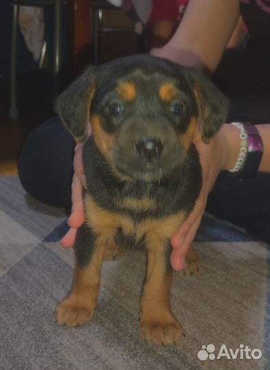 Щенки в добрые руки