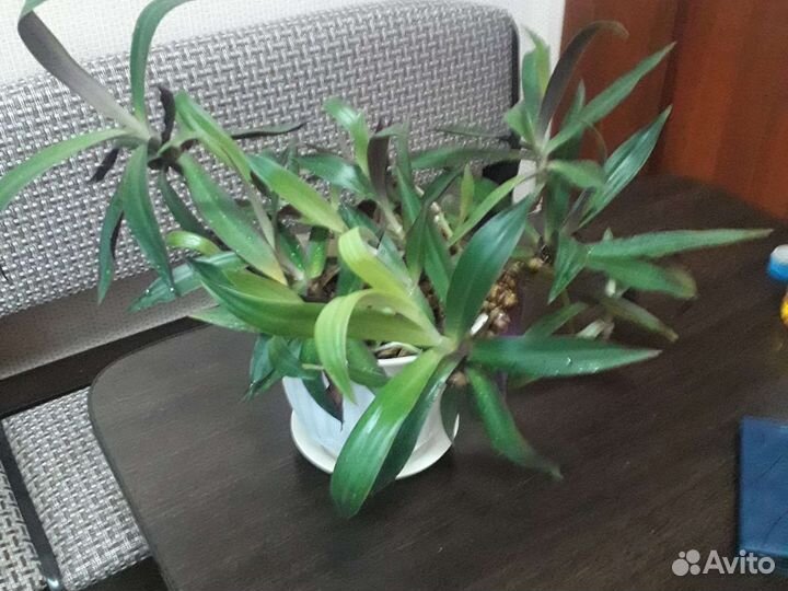 Коллизия душистая