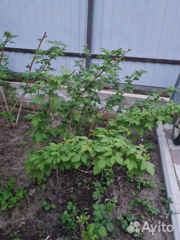 Малина ранняя, сладкая вкусная