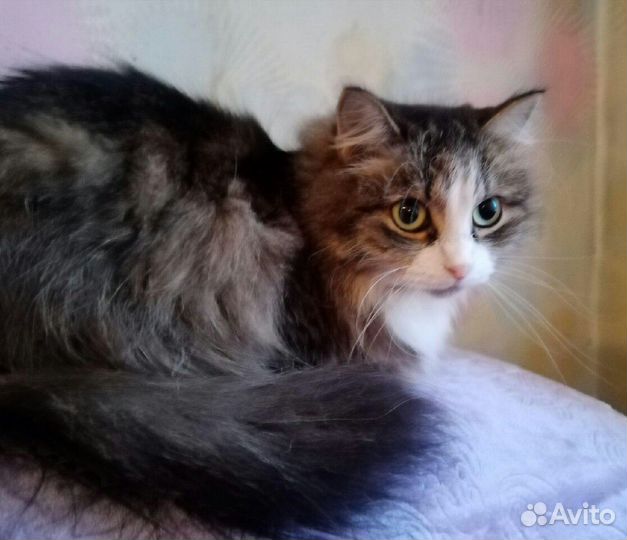 Кошечка Маруся