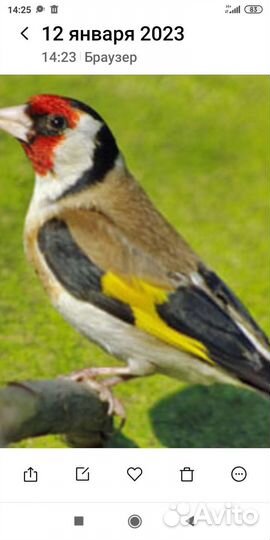 Лесные певчие птицы