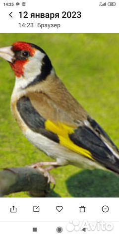 Лесные певчие птицы