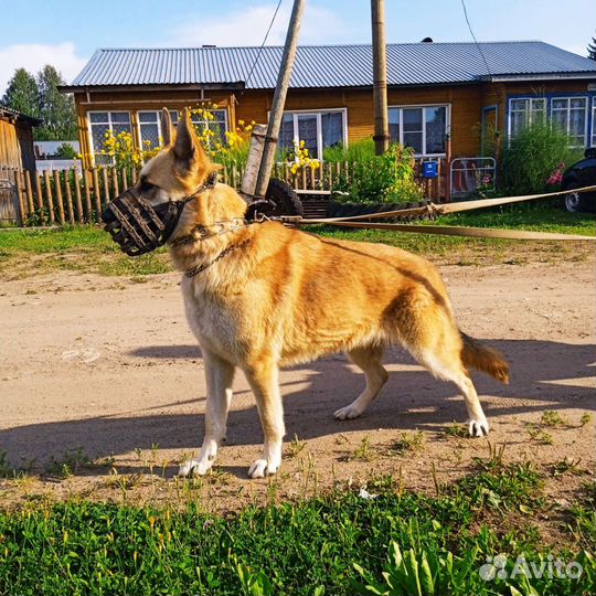 Помесь вео и но