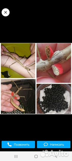 Палочник краснокрылый