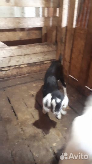 Продам козлят