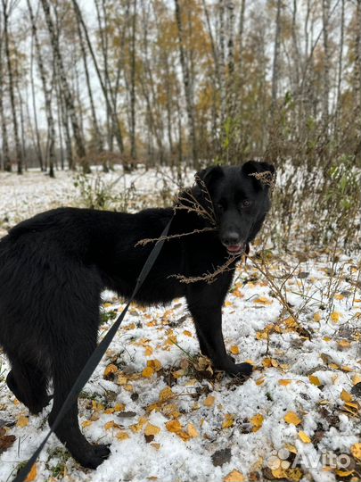 Собака Лиз в добрые руки