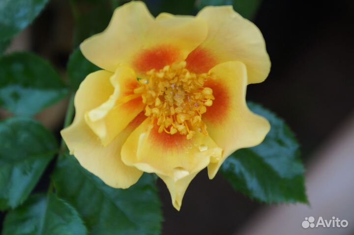 Саженцы роз от производителя