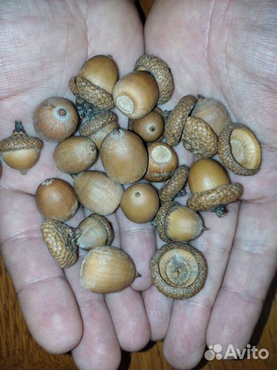 Остролистный дуб сеянцы, закрытая корневая система