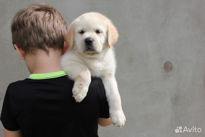 Щенки лабрадора