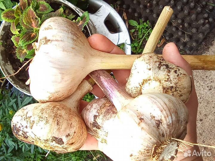 Чеснок зимний,сортовой, крупный