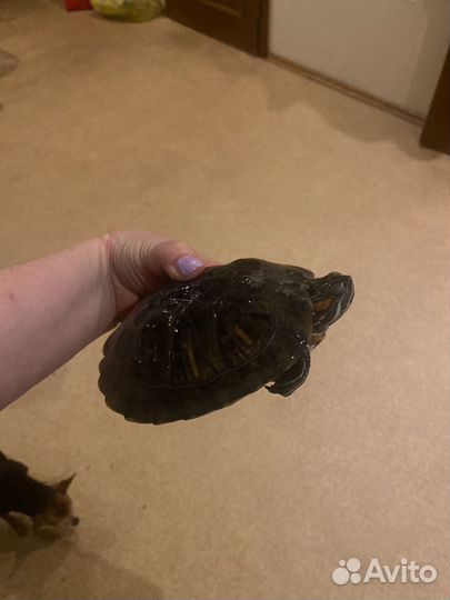 Черепаха