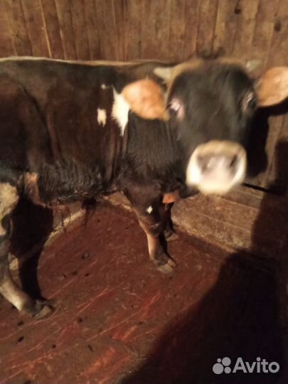 Бычки и быки