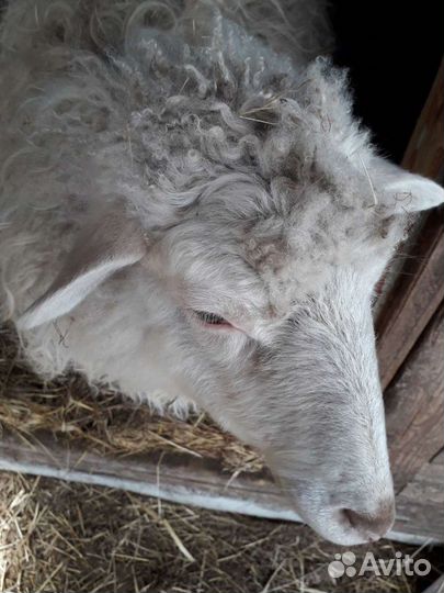 Баран, козы, козлик