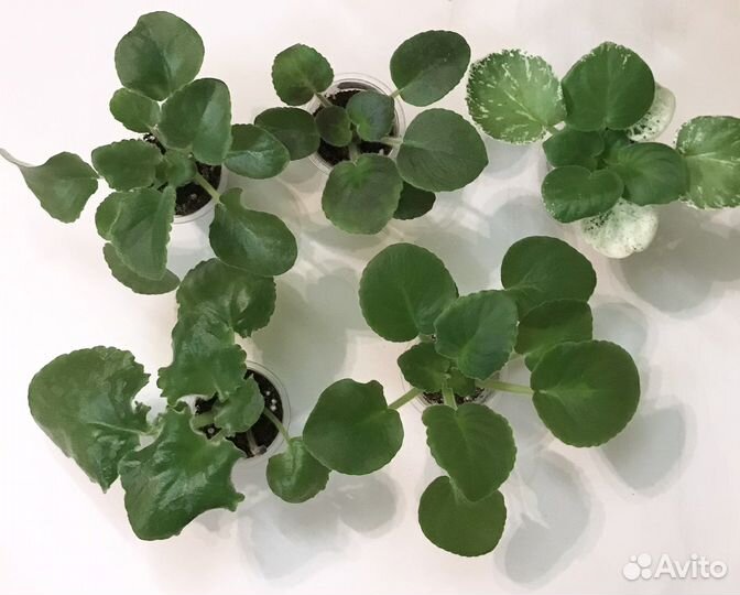 Фиалки детки