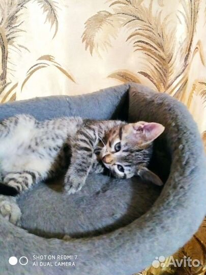 Кошка котенок девочка Красотуля