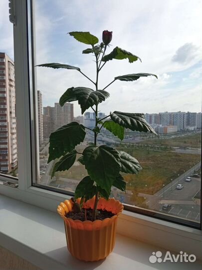 Сортовые гибискусы