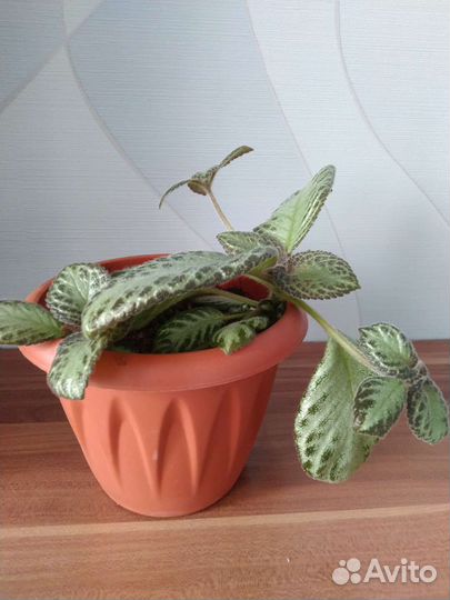 Эписция земляничная дымка, лесная, хлорофитум