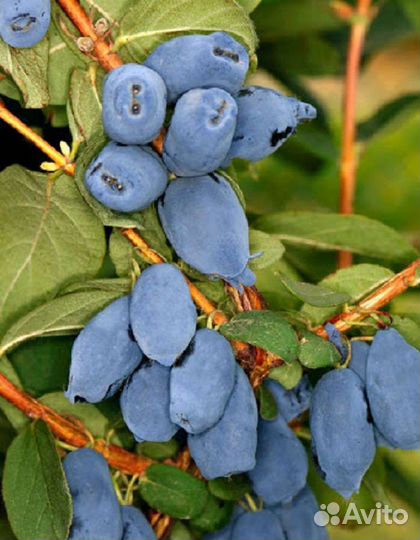 Саженцы жимолости канадской