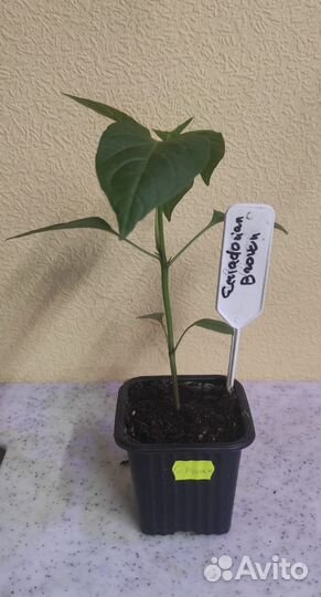 Рассада острых и экстремально острых перцев