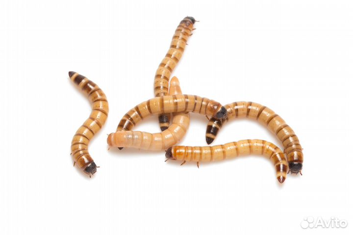 Зофобас живой корм 100 грамм