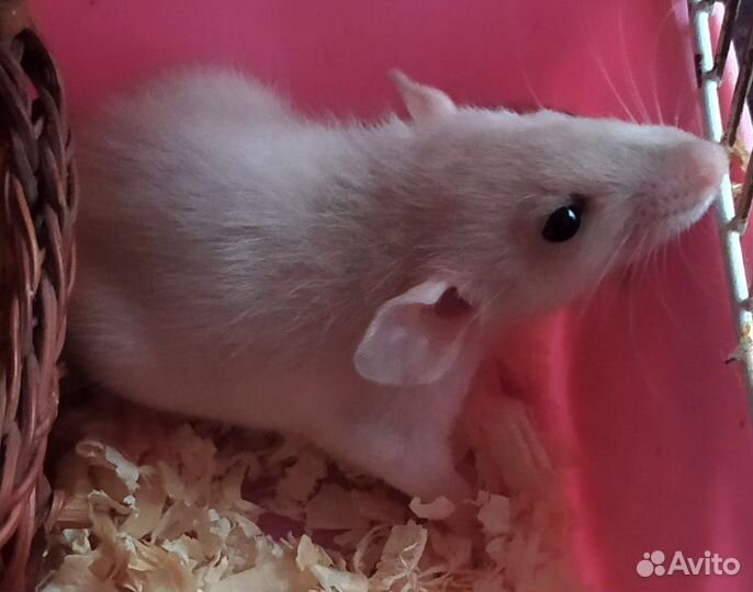 Крысята Дамбо