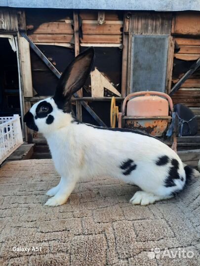 Кролик Строкач