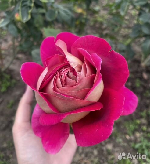 Саженцы роз