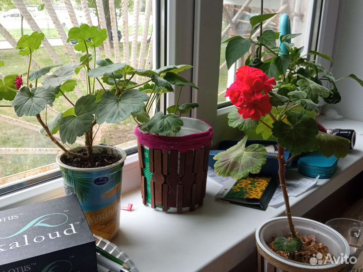 Цветы комнатные