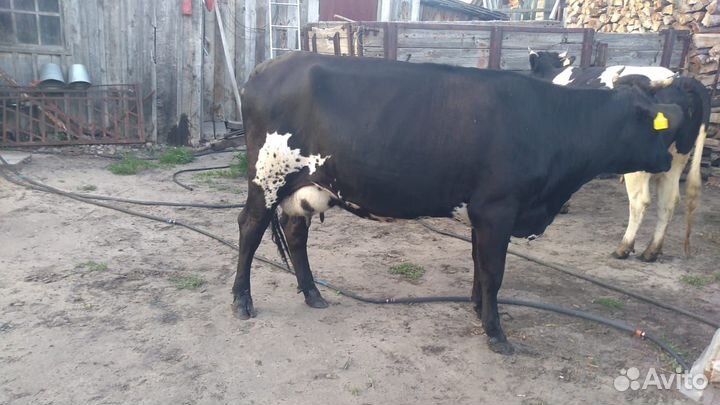 Корова телка