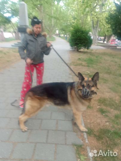 Восточно европейская овчарка вязка