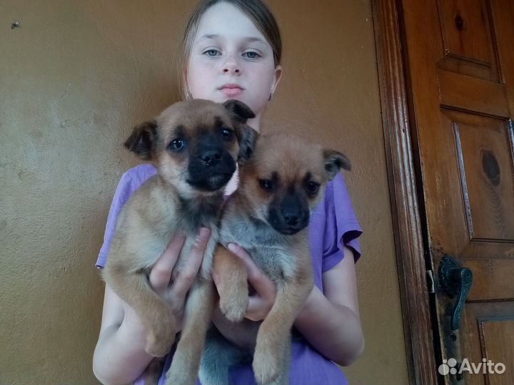 Левретка в добрые руки