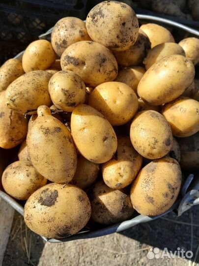 Картофель средний
