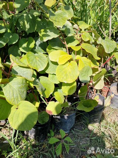 Киви хейворд 3года М и Ж, зкс