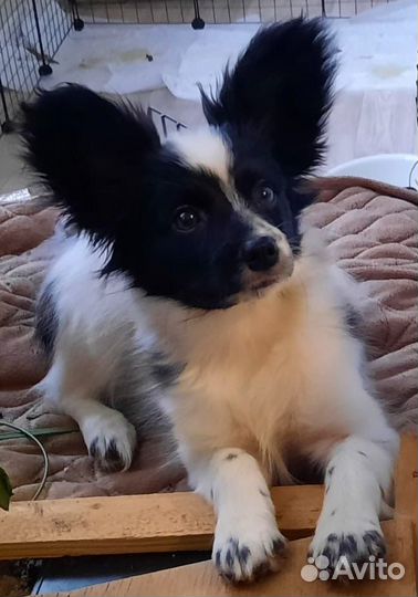 Бело-черный мальчик