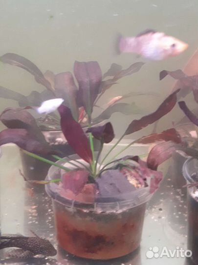 Эхинодорус