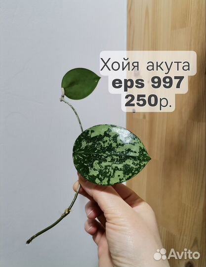 Хойя акута eps 997