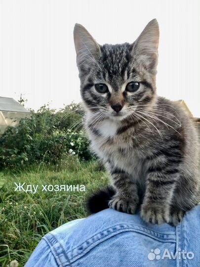 Мурчащий котенок (мальчик) в добрые руки